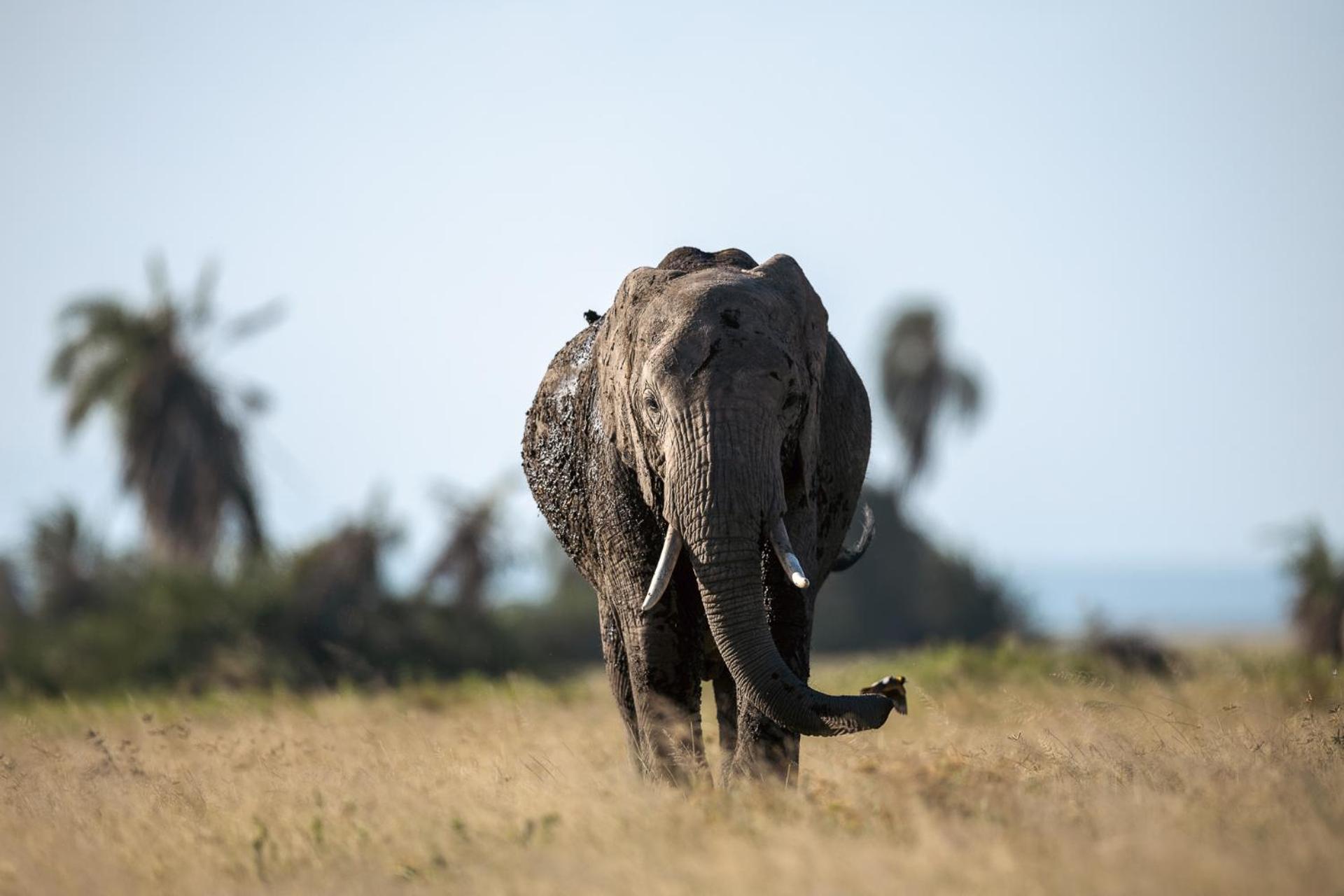 Kilimanjaro View Cabin-Amboseli Oloitokitok 部屋 写真