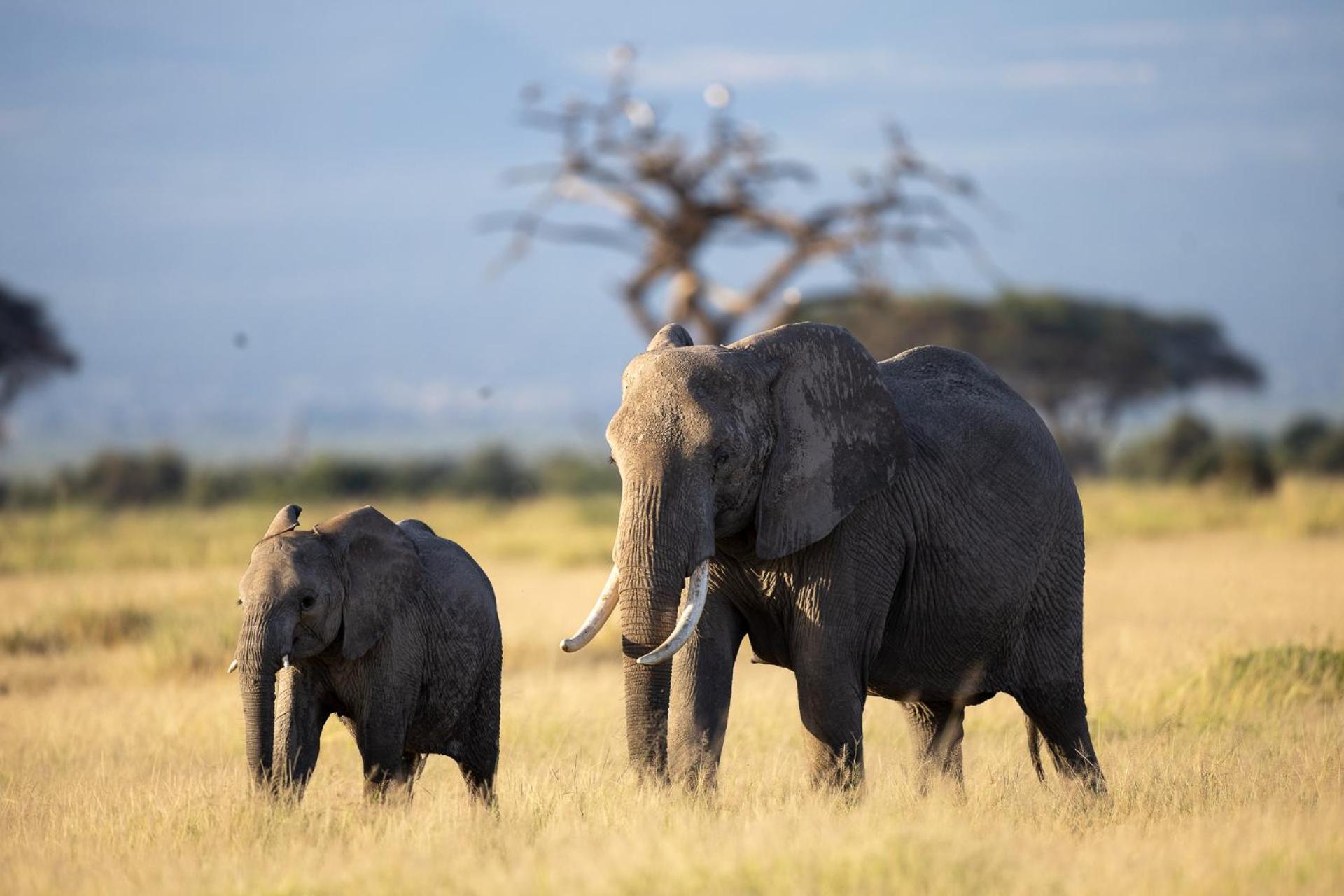 Kilimanjaro View Cabin-Amboseli Oloitokitok 部屋 写真