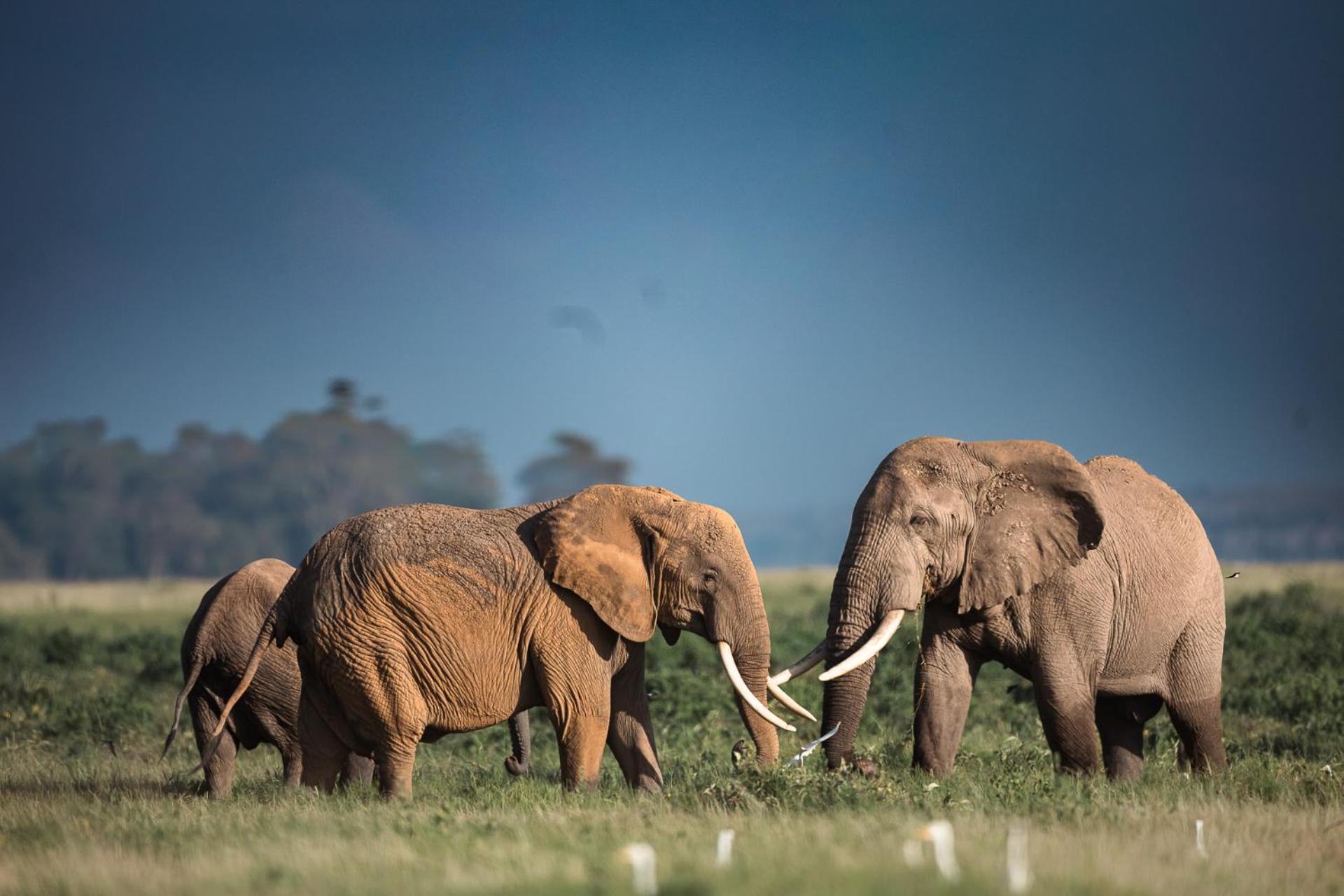 Kilimanjaro View Cabin-Amboseli Oloitokitok 部屋 写真