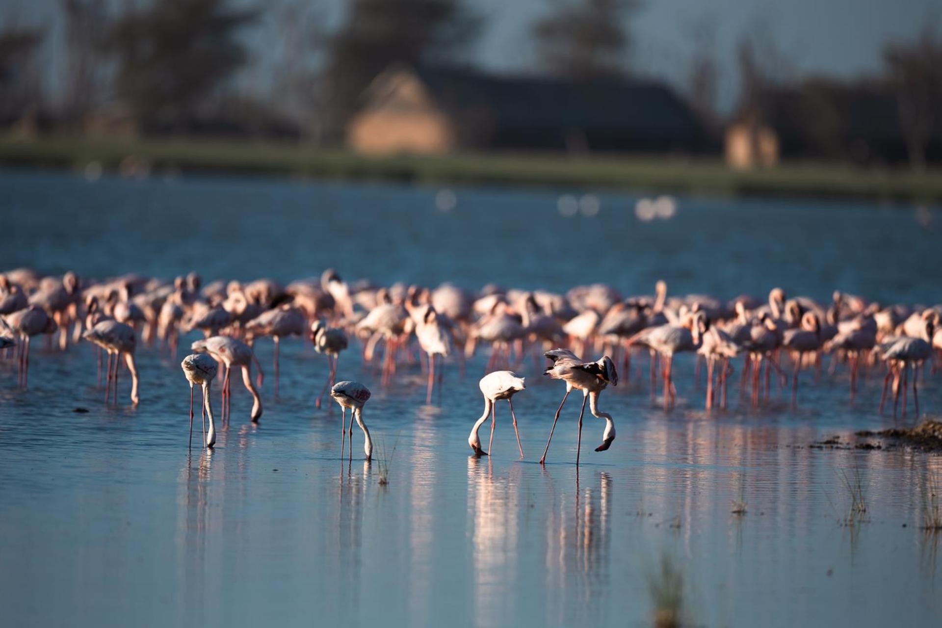 Kilimanjaro View Cabin-Amboseli Oloitokitok 部屋 写真