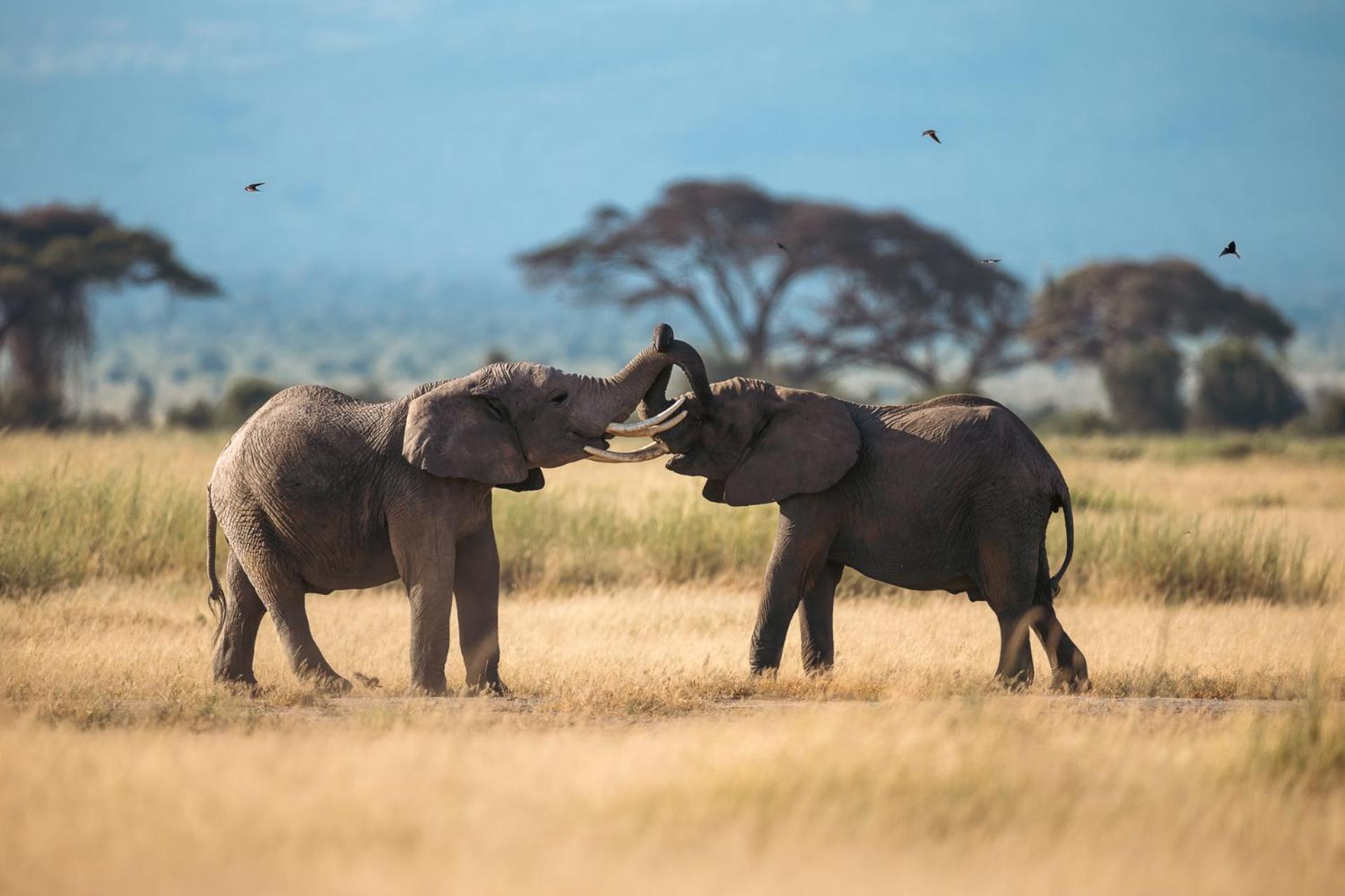 Kilimanjaro View Cabin-Amboseli Oloitokitok 部屋 写真