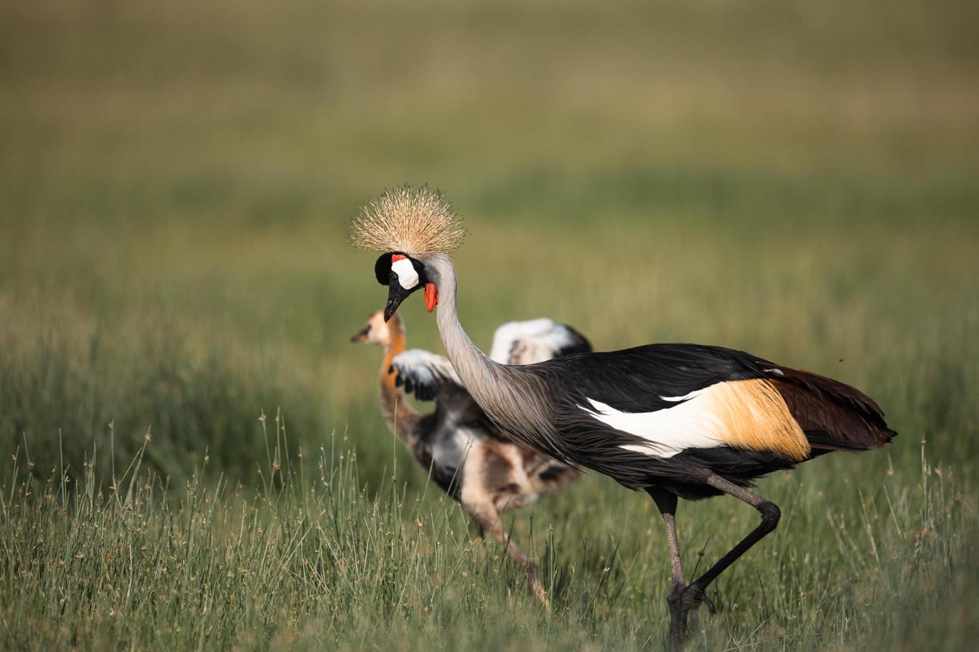 Kilimanjaro View Cabin-Amboseli Oloitokitok 部屋 写真