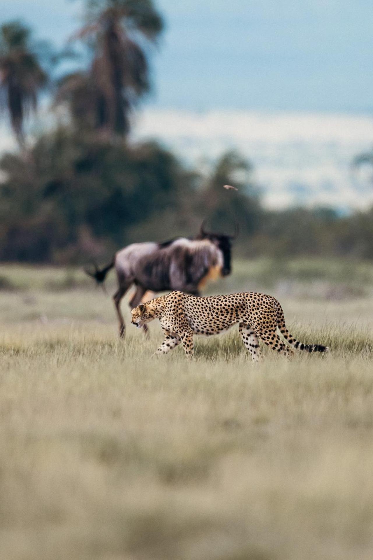Kilimanjaro View Cabin-Amboseli Oloitokitok 部屋 写真
