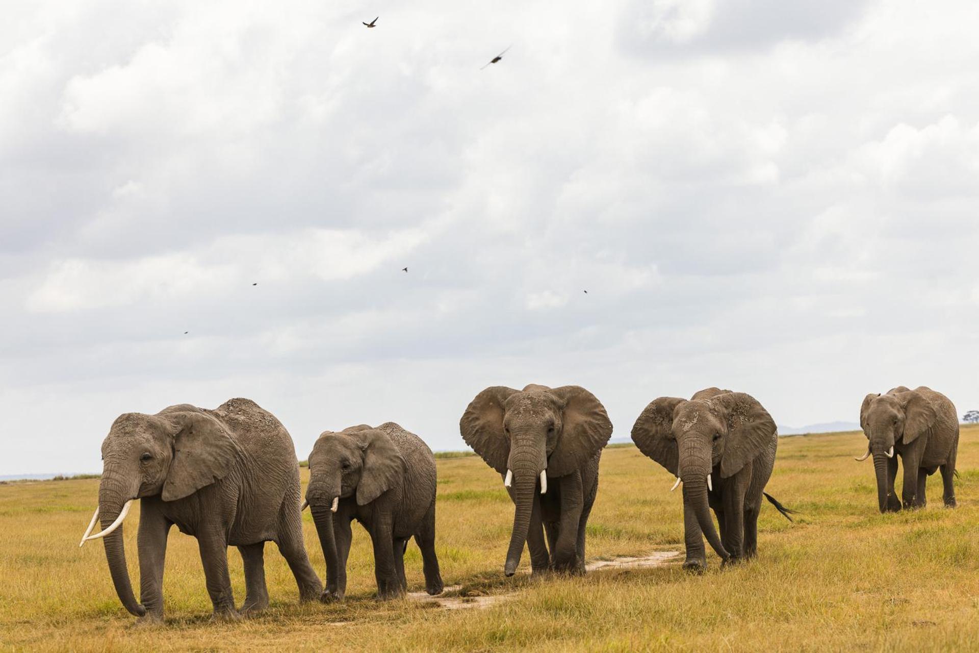 Kilimanjaro View Cabin-Amboseli Oloitokitok 部屋 写真