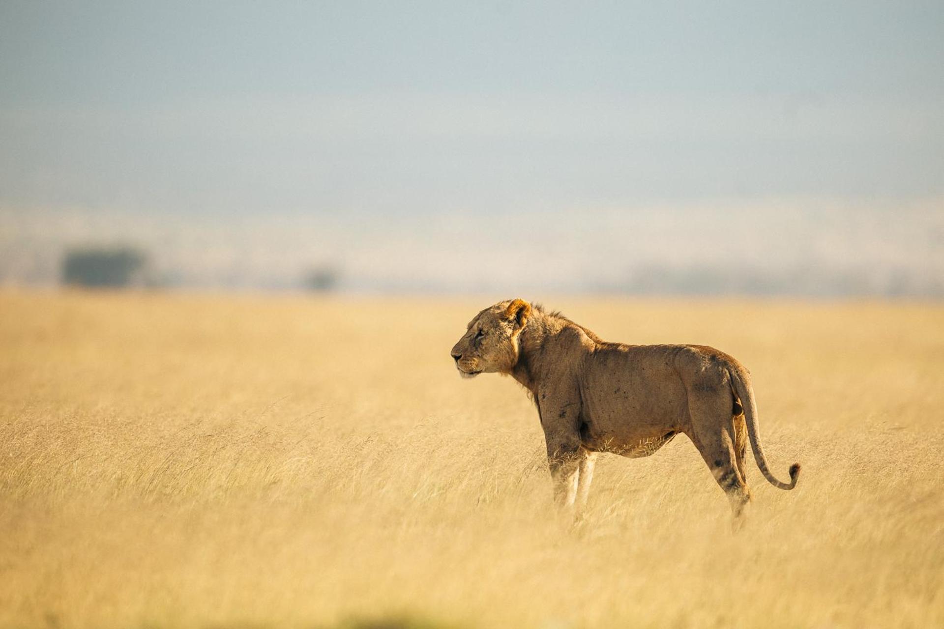 Kilimanjaro View Cabin-Amboseli Oloitokitok 部屋 写真