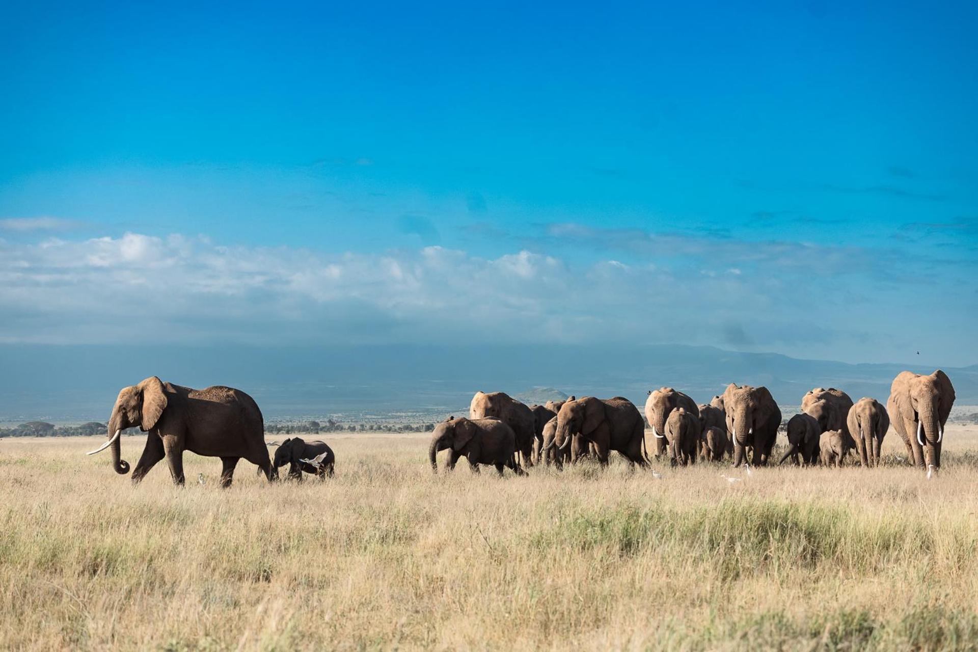 Kilimanjaro View Cabin-Amboseli Oloitokitok 部屋 写真